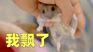 Hamster and cat life