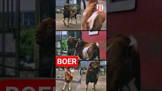 Boer Ki Taiyyari at JD Goat Farm