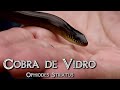 Cobra de Vidro, a cobra que não é cobra