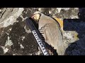 Кекилике жакшы анчылык. Отличная охота на куропатку 2021. Excellent hunting for Chukars.