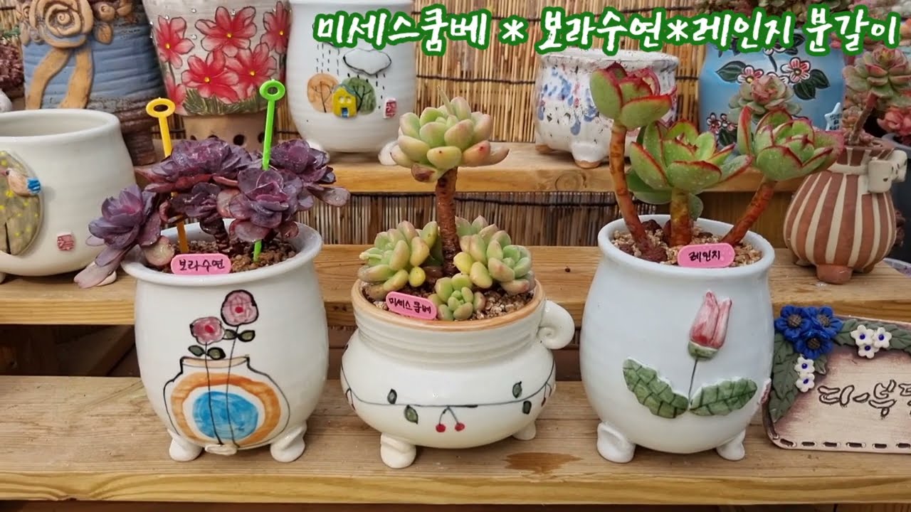 진짜 예쁜 다육이, 보라수연*레인지*미세스쿰베를 깨끗한 순수추 화분에 분갈이해요! 넘넘 예뻐요!