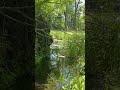 The view of a trees root ball that had fallen in the swamp #Nature 