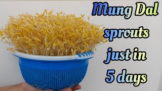 Mung bean sprouts dan // how to sprouts mung beans // moong dal sprouts