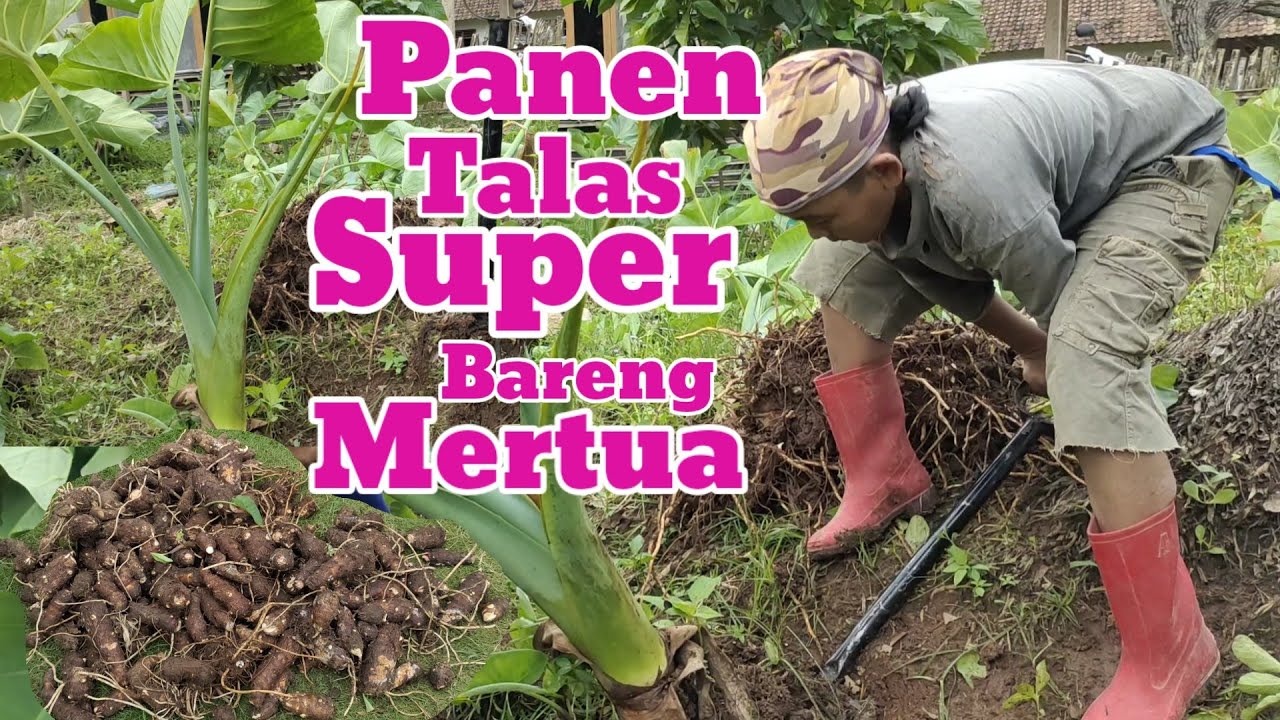PANEN TALAS!!!Super Super Umbi nya Satu Batang Dua Puluh Biji