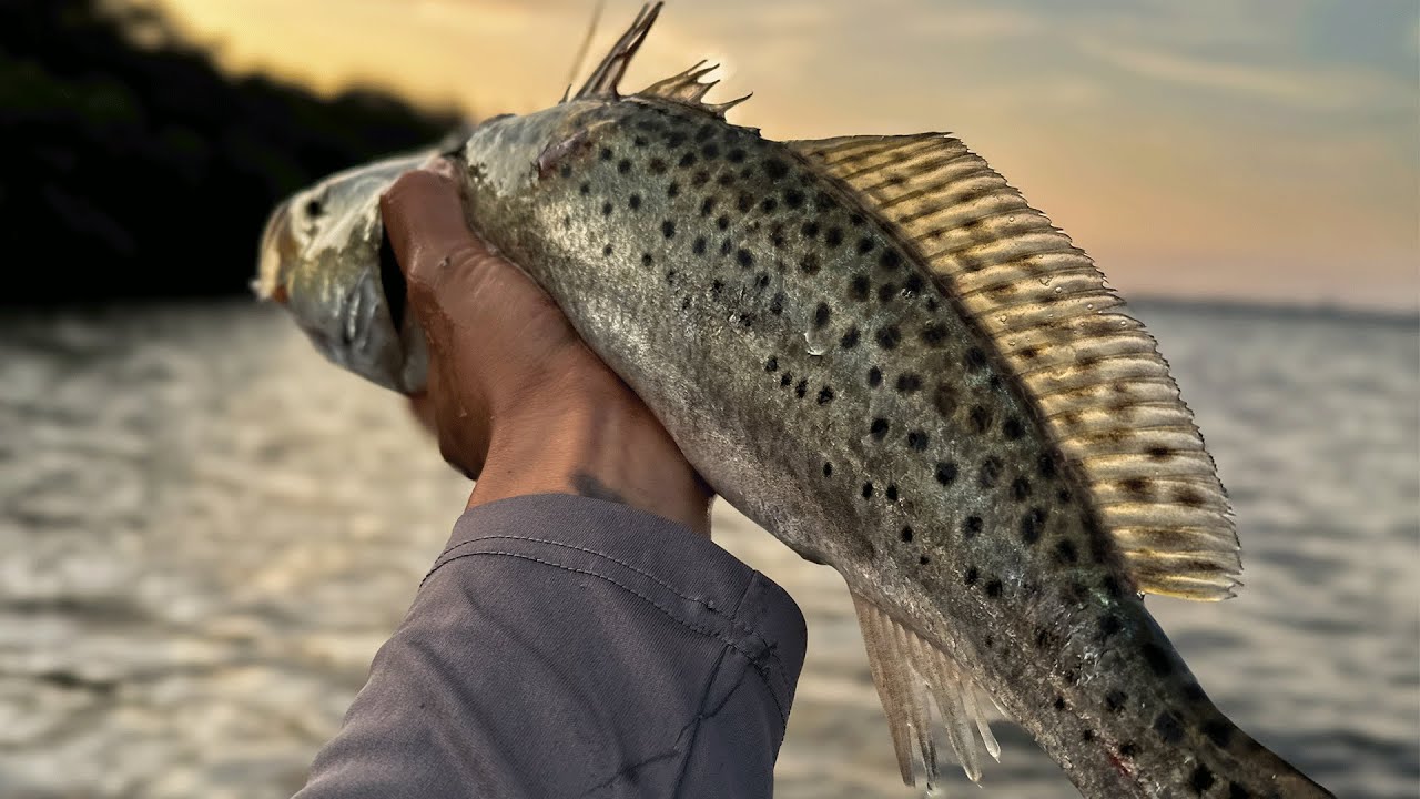 Topwater Trout while Kayak Fishing Clearwater Florida YouTube