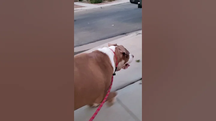 Overweight Pittie Loses Over 50 Pounds | The Dodo - DayDayNews