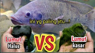 Comparison between rough and smooth moss‼️Is there really a difference??