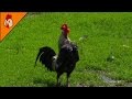 Rooster Crowing Compilation - Ten Different Roosters - Chicken Sound Effects Alarm