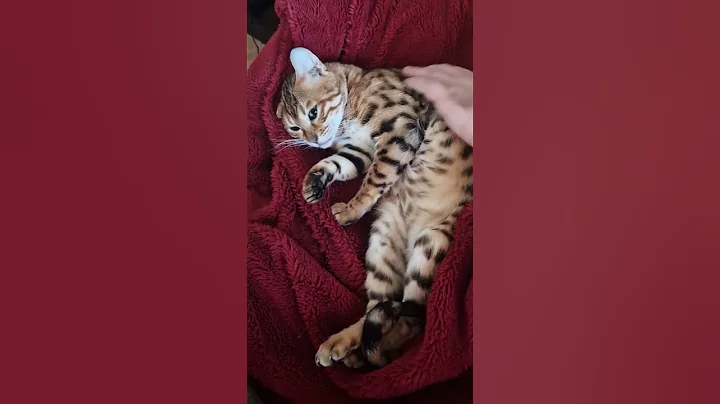Watch the video about The baby is cute #cat #kitten #bengal#cutie #memes #viral #beautiful #baby #animals #shorts