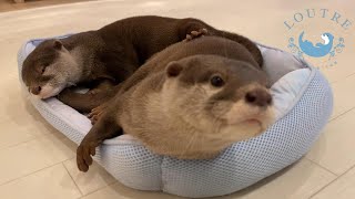 【双子のカワウソ】おだしとおつゆのお昼寝タイム　Otter　Odashi＆Otsuyu, Their Nap Time