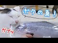 リアルな魚のおもちゃあげたら秒で壊されました…