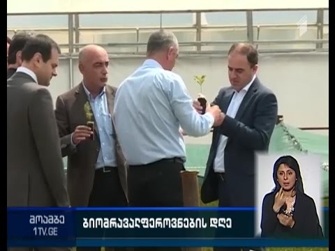 ვიდეო: ხე (54 ფოტო): ტიპები, რა არის და რას ეხება იგი, გამოიყენება ლაშის და სხვა ხის პროდუქტების დასამზადებლად