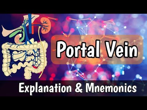 Portal Vein |Abdomen Anatomy|