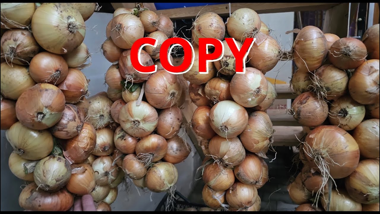 Pletení cibulových copů: Sklizeň, uskladnění na zimu a dekorace! 🧅🧺🎀