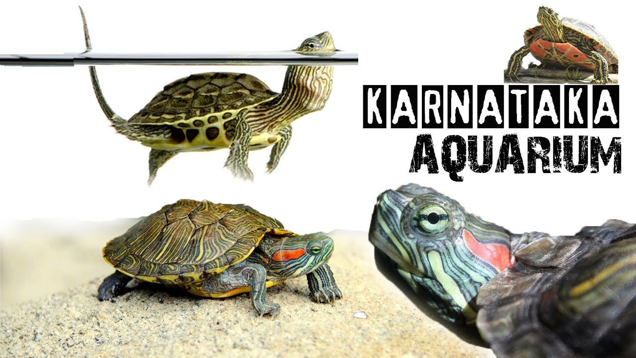 Red-eared slider Turtle| Turtle Take care and price details| Karnataka aquarium 2nd shop Tour