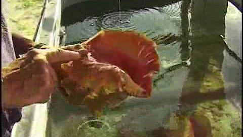 Quanto tempo ci mette a guarire il Conch?