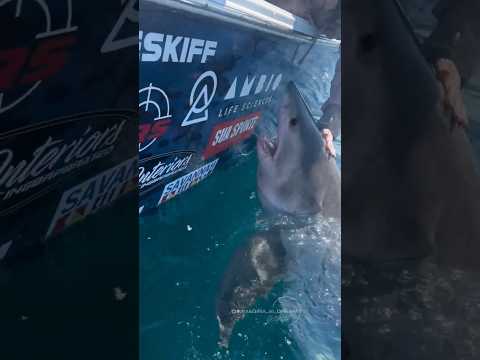 🌊🦈 Imagine being out on the open sea, the sun reflecting on the crystal-clear water… #sharkweek