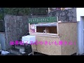 Sweet Potato Stand in Japan is Run by An Adorable Shiba Inu