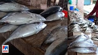 കൊല്ലം കടയ്ക്കലില്‍ ഫോർമാലിൻ കലർത്തി മീന്‍ വിൽപ്പന; നശിപ്പിച്ചത് ചൂര മീന്‍| Kollam Fish