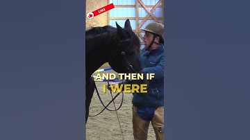 Prepare For Riding Bitless