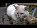 An old cat lives for 15 years on a bench