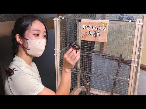 カブトムシが続々羽化！100均で快適ハウスを作ると…【田舎暮らしDIY】