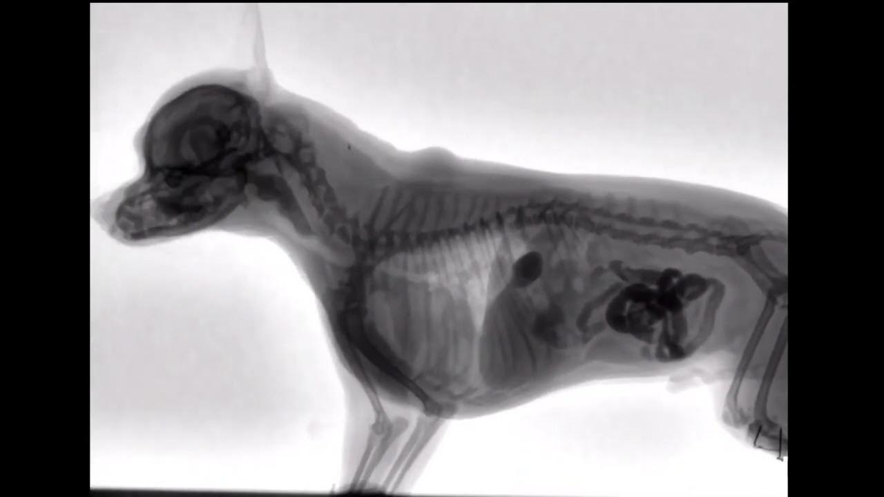Снимок рентгена собаки. Рентгеновский снимок кошки. Рентген грудной клетки собаки норма. Вим дельвуа рентгеновские снимки. Рентген головы кошки боковая проекция.