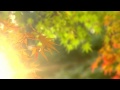 Autumn footage /  Осенний футаж 52