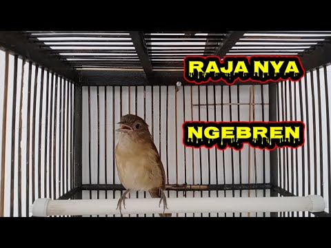 MASTERAN FLAMBOYAN •• RAJA BESETAN NEMBAK PANJANG •• TERBAIK UNTUK PEMULA