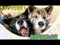 秋田犬秋馬とお菊、色々とやってます。【大型犬】【akita dog】