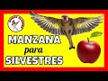 🍎 MANZANA PARA PAJAROS. BENEFICIOS PARA JILGUEROS. MANZANA PARA CANARIOS, PARDILLOS Y VERDERONES