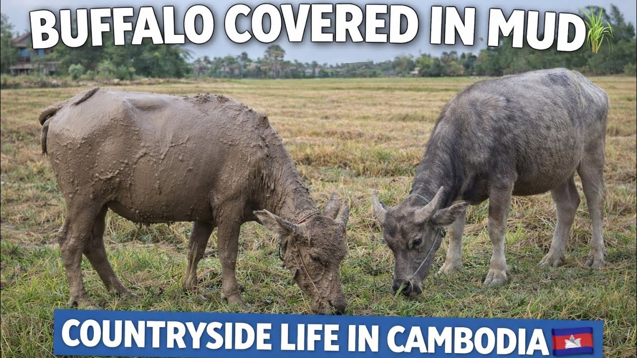 One Buffalo Covered in Mud 🐃🌾 | Real Countryside Life #buffalo #animals 