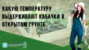 Какую температуру выдерживают кабачки в открытом грунте