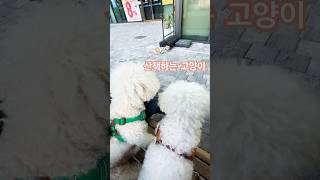 영국 고양이를 만난 프랑스 강아지 #비숑 #산책하는고양이 #shorts