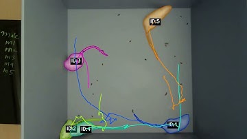 SAM3-based 5 mice tracker test, open field, 5 min
