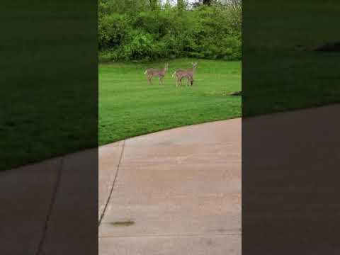 My Pet Deer