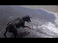 Dog VS fluids 🐕 🌊