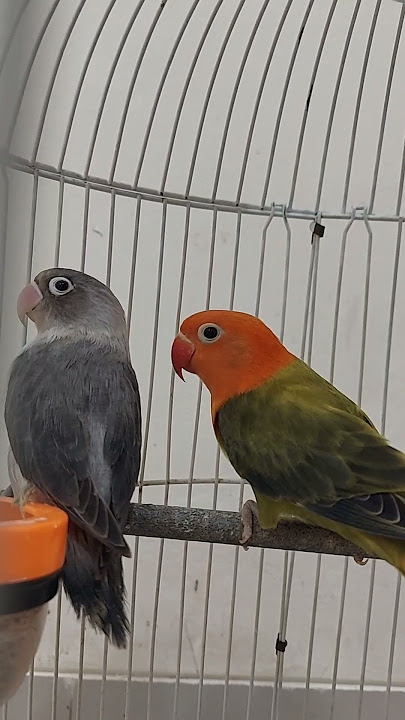 Burung Muda