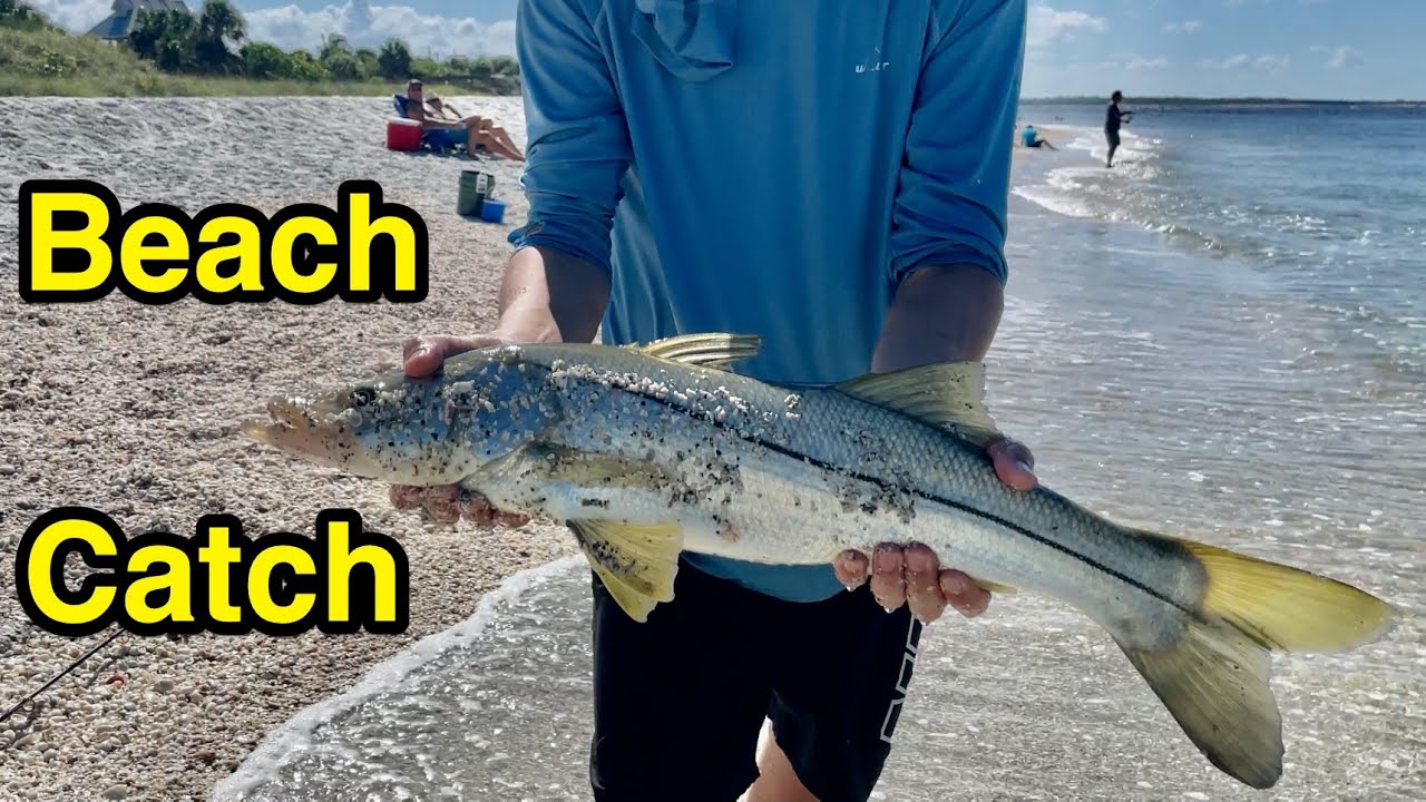 Catching giant snook right on the beach. Boca Grande snook fishing.