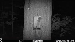 Feeding a Flying Squirrel a Peanut at the Squirrel Feeder in the Woods