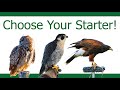 How to choose your first bird of prey