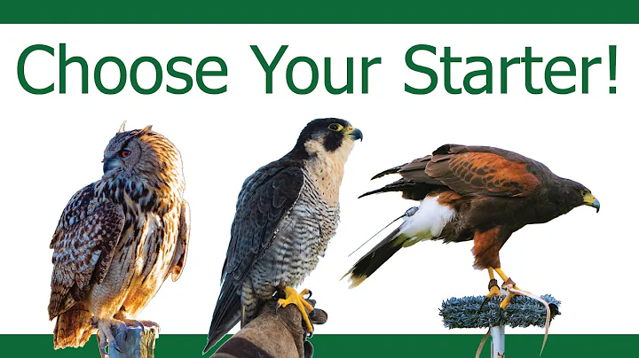 How to choose your First Bird of Prey - DayDayNews