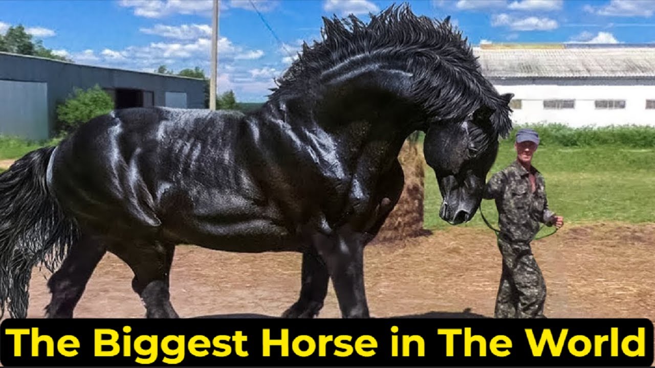 the-biggest-horse-in-the-world-youtube