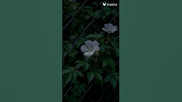 واذا سألك عبادي عني فاني قريب 🌿 سورة البقرة 🌿 القارئ عمير شميم 🌿