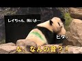 6/30ビビりなシャオシャオがピタッとレイレイに引っ付く！この音何の音？！giantpanda @tokyo 上野動物園