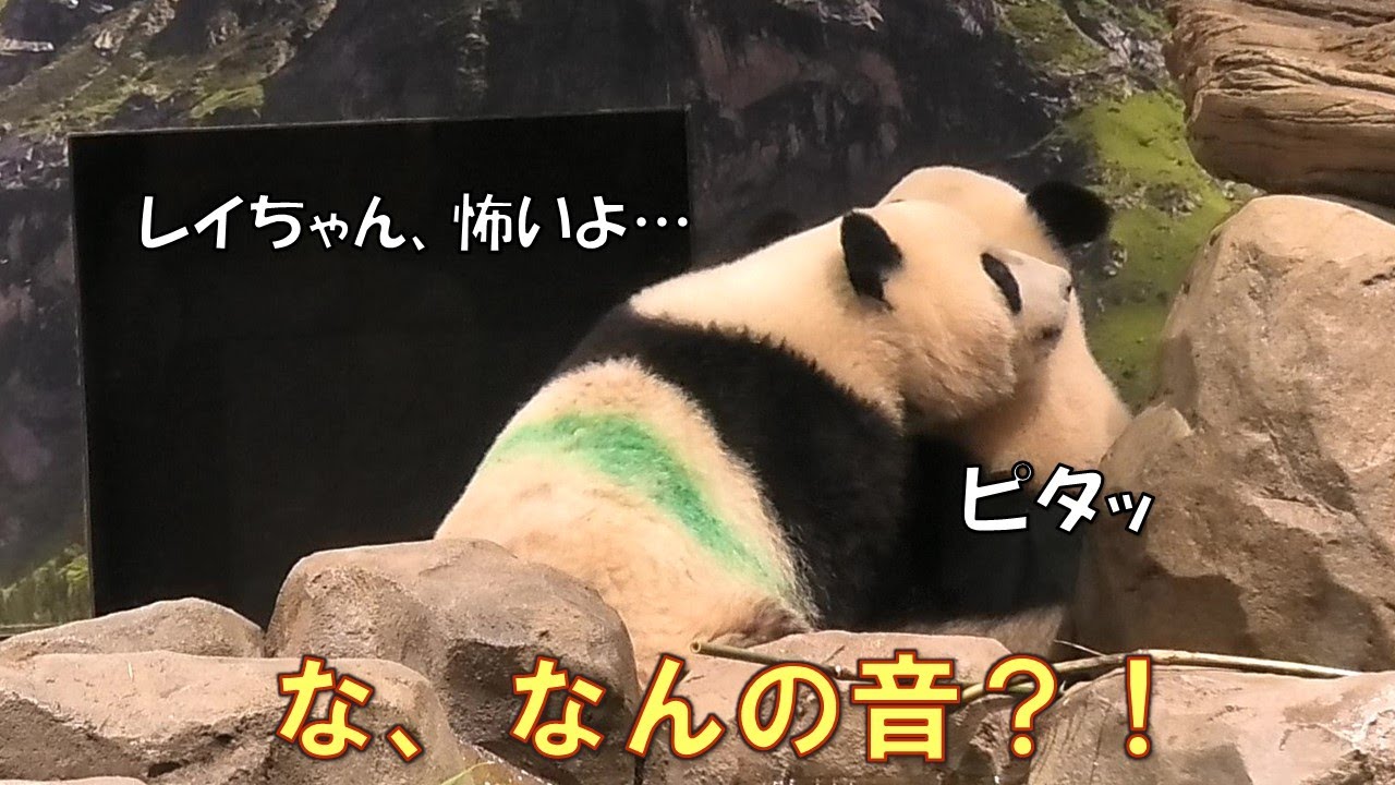 6/30ビビりなシャオシャオがピタッとレイレイに引っ付く！この音何の音？！giantpanda @tokyo 上野動物園
