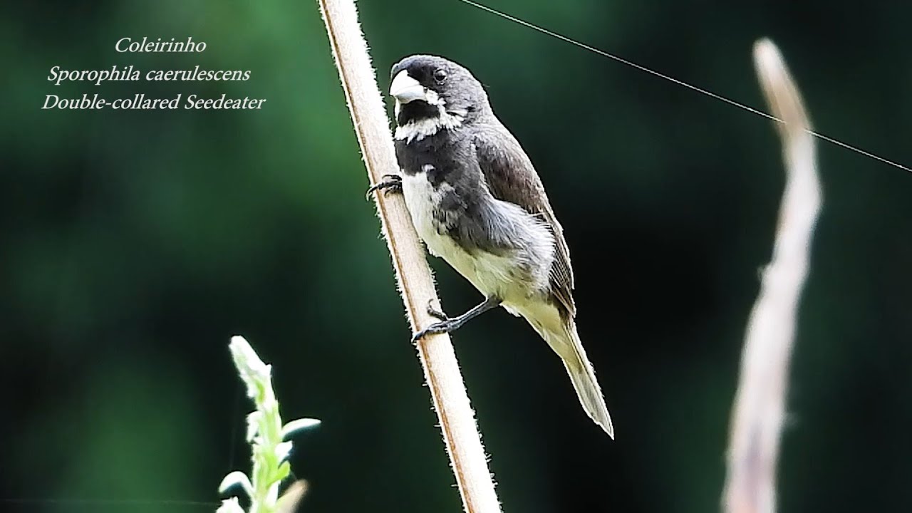 Coleirinho, Papa-capim, Sporophila caerulescens, Double-collared