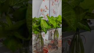 syngonium indoor plant 😉🌱🪴. #ytshorts #indoorplant #plantlover #shortsviral #shorts
