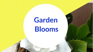 Garden Blooms-Gandharajan, Portulaca ,Verbena,Balsam, Petunia, Chrysanthemum