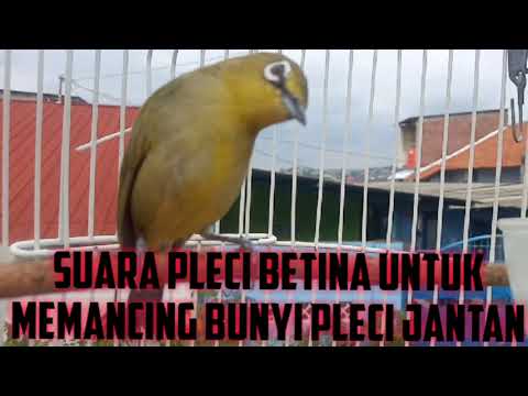 pleci betina memanggil jantan, SUARA PLECI BETINA BIRAHI